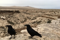 Omicron is not an illness!