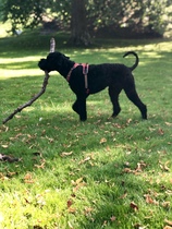 How do I fatten up my 1yo Cockapoo?