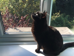 Talk to me re black cats…