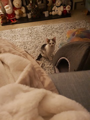 New kittens and needing advice! (Yes, there's a picture!)