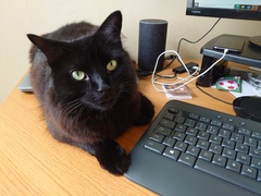 Talk to me re black cats…