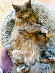 I really do love my cat so much!