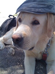 How to help my old boy?