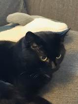 My cat is an arsehole