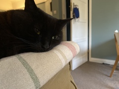 Talk to me re black cats…