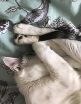 Is there anything better than adopted cat love?