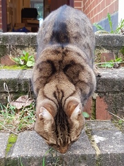 Thug cat part 4.  After all, it's not my Axminster.