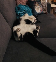 Please share with me!! Pics of your cats and their funniest little quirks!