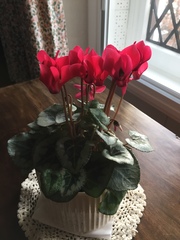 Show Us Your Pictures: 5 Alive