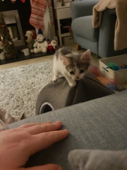 New kittens and needing advice! (Yes, there's a picture!)
