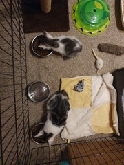 New kittens and needing advice! (Yes, there's a picture!)