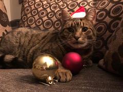 Thug cat part 4.  After all, it's not my Axminster.
