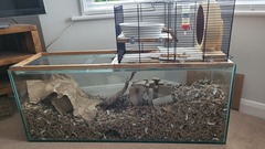 Hamster, gerbils or mice? Help me choose