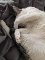 Is there anything better than adopted cat love?