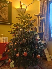 Do we have a show us your tree thread yet?