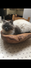 My cat is an arsehole