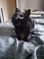 Talk to me re black cats…