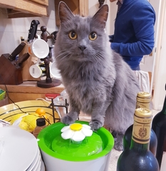 What's your DCat up to today? (Thread 9)