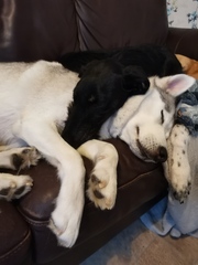 Such happy! My dog and cat are both cuddling me