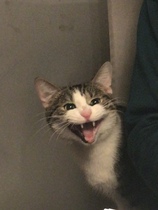 New shelter cat brutally hunts down existing cat