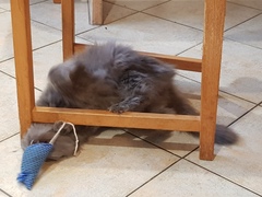 Chez Ollie - Free head boops for everyone