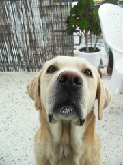 How to help my old boy?