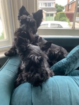 very DULL question around sofas (with a shameless cute picture of my dog for traffic)