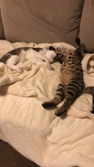 Am I being a paranoid kitten parent?