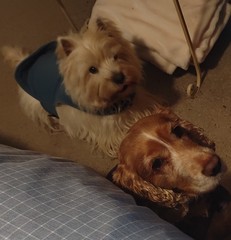 To think dogs don't need clothes