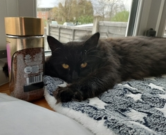 Talk to me re black cats…