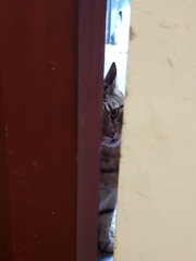 Thug cat part 4.  After all, it's not my Axminster.