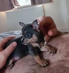 Can I show you my wonderful puppy?