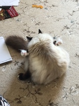 Please share with me!! Pics of your cats and their funniest little quirks!