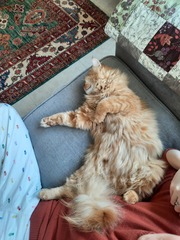 Maine Coons