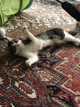 New shelter cat brutally hunts down existing cat
