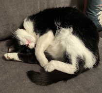 Please share with me!! Pics of your cats and their funniest little quirks!