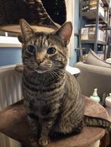 Brexit mega thread part 4 : non goady thread : Christmas edition