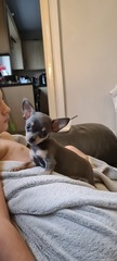 Can I show you my wonderful puppy?
