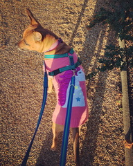 To think dogs don't need clothes