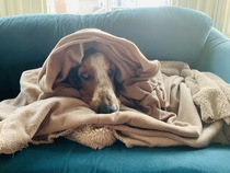 very DULL question around sofas (with a shameless cute picture of my dog for traffic)