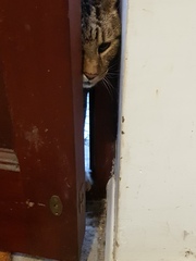 Thug cat part 4.  After all, it's not my Axminster.