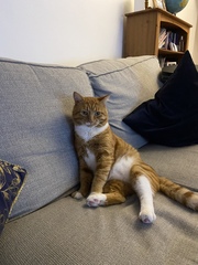 Is there anything better than adopted cat love?