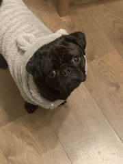 Dressing dogs up