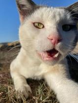 Finding a home for a stray cat, any advice?