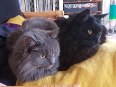 Chez Ollie - Free head boops for everyone