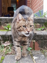 Thug cat part 4.  After all, it's not my Axminster.