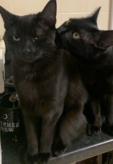Talk to me re black cats…