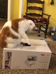 Kitten driving older cat nuts help!