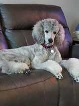 Posh dog breeds (just for fun!)