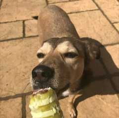 DDog and liver problems / end of life